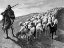 Picture of NAVAJO SHEEPHERDER