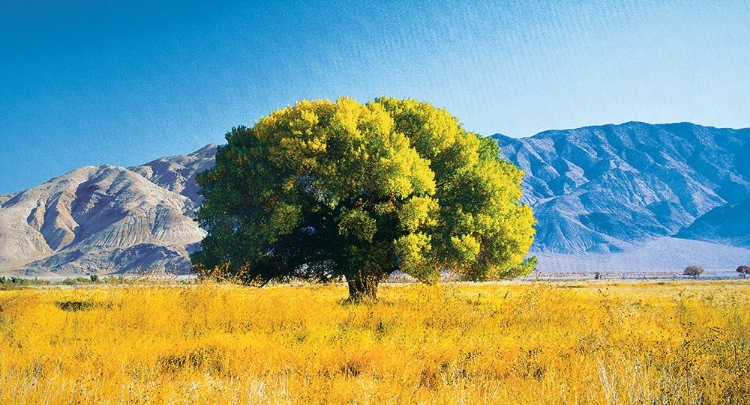 Picture of TREE ON MOUNTAIN