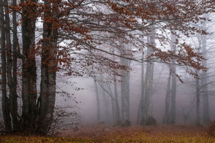 Picture of AUTUMN PAINTINGS