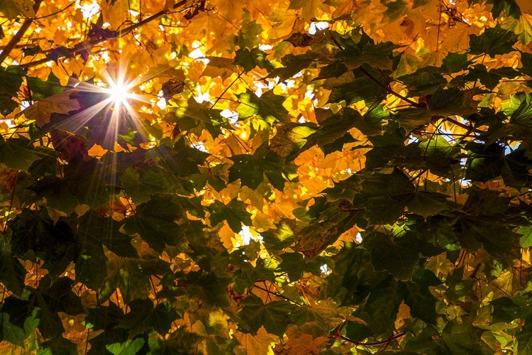 Picture of AUTUMN SUN