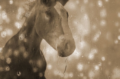 Picture of BROWNEY FARM HORSE