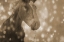 Picture of BROWNEY FARM HORSE
