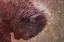 Picture of BROWN BUFFALO