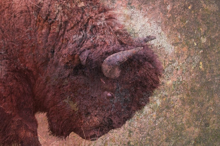 Picture of BROWN BUFFALO