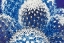 Picture of BLUE AND PRICKLY I