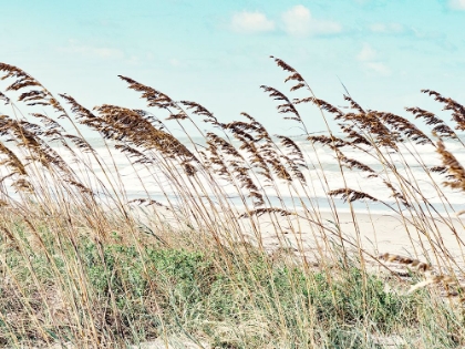 Picture of EASTERN BEACH GRASS II