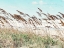 Picture of EASTERN BEACH GRASS II