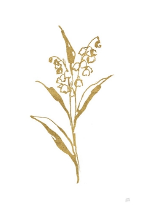 Picture of GOLD LINE LILY OF THE VALLEY II