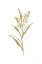 Picture of GOLD LINE LILY OF THE VALLEY II