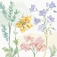 Picture of PEACEFUL PETALS VII