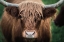 Picture of COW NOSE