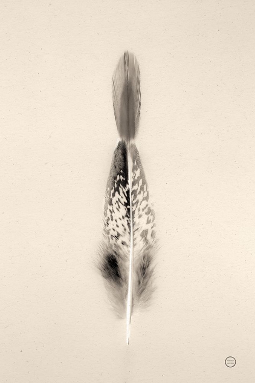 Picture of FLOATING FEATHERS I SEPIA