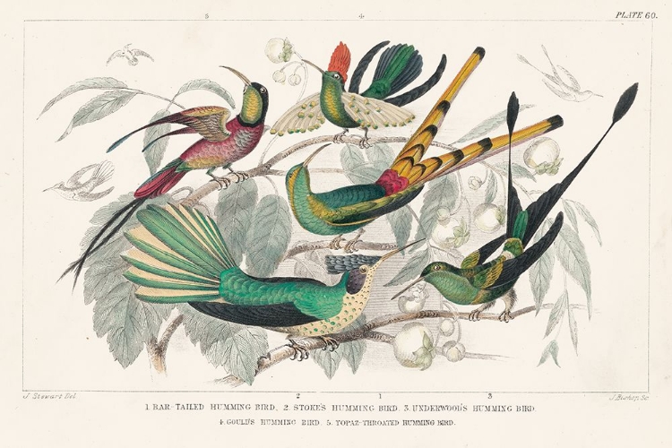 Picture of HUMMINGBIRDS CHART