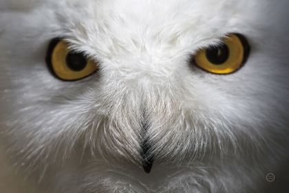 Picture of SNOWY OWL STARE