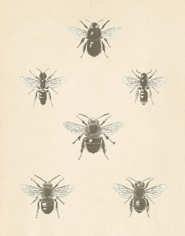 Picture of BEE CHART I
