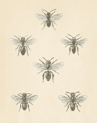 Picture of BEE CHART II