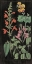 Picture of SALVIA FLORALS I ON BLACK