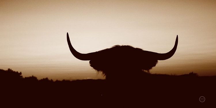 Picture of BULL SET SEPIA CROP