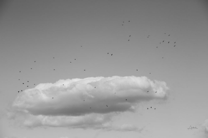 Picture of FLOCK IN FLIGHT