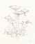 Picture of NATURE SKETCHBOOK I