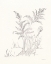 Picture of NATURE SKETCHBOOK VI