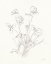 Picture of NATURE SKETCHBOOK VIII