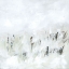 Picture of TUNDRA GRASSLAND I