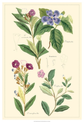 Picture of DIETRICH BOTANICAL I