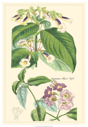 Picture of DIETRICH BOTANICAL II