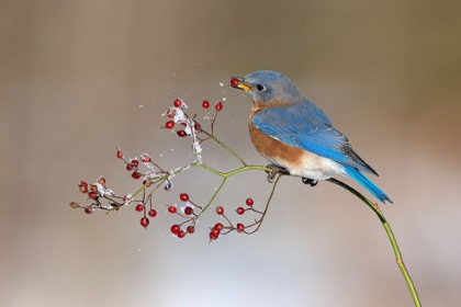 Picture of BLUE BIRD IN WINTER