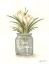 Picture of GROW PEACE CROCUS