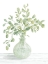 Picture of EUCALYPTUS BEAUTY II