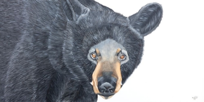 Picture of BLACK BEAR