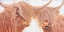 Picture of HIGHLAND PAIR