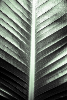 Picture of LEAF LINES