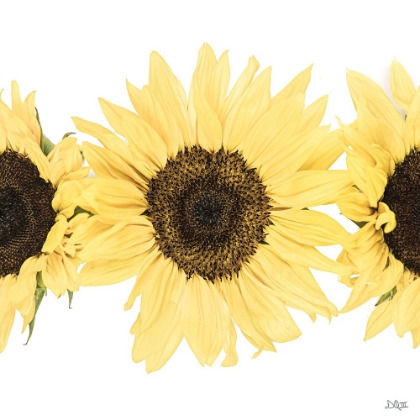 Picture of SUNFLOWERS IN A ROW I