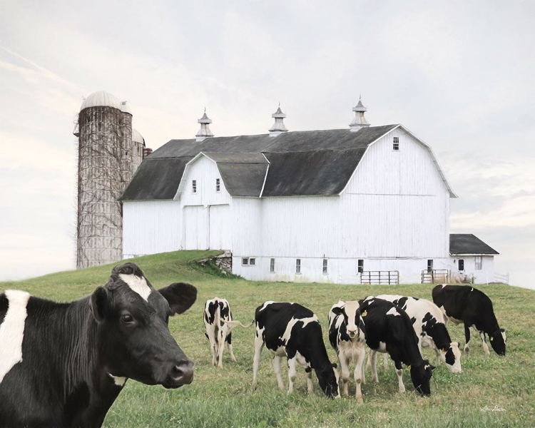 Picture of COW GATHERING