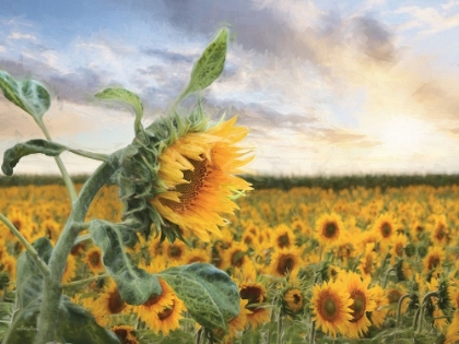 Picture of SUNFLOWER SUNRISE