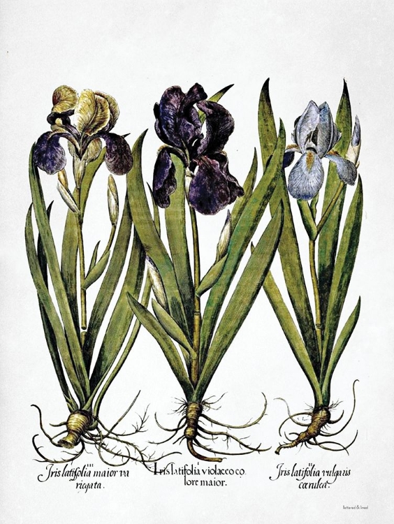 Picture of IRIS BOTANICAL I