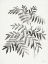 Picture of LEAF ILLUSTRATION I