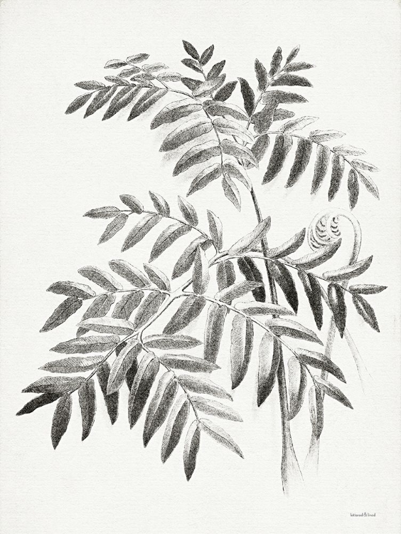 Picture of LEAF ILLUSTRATION I