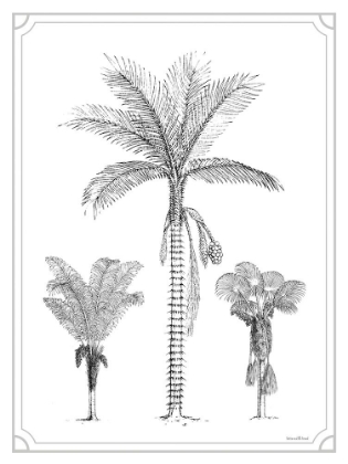 Picture of PALM TRIO