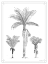 Picture of PALM TRIO