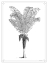 Picture of TIMELESS PALM