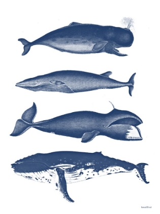 Picture of WHALES