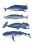 Picture of WHALES