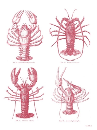Picture of LOBSTERS