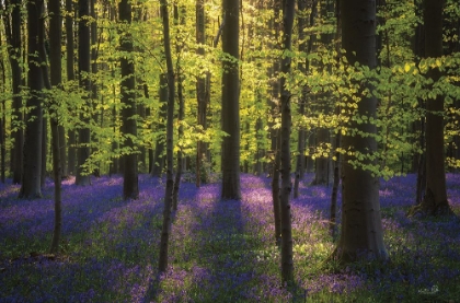 Picture of FRESH GREEN AND BLUEBELLS