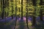 Picture of FRESH GREEN AND BLUEBELLS