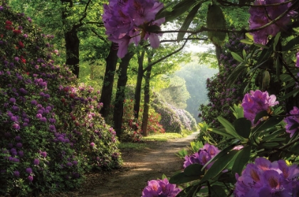 Picture of RHODODENDRON LANE